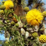 Acacia