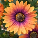 100 Flower names in Sanskrit, English and Hindi With Pictures 94 African Daisy