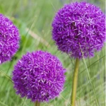 100 Flower names in Sanskrit, English and Hindi With Pictures 64 Allium