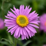 List of 50+ Flowers name in Marathi, English and Hindi With Pictures 25 Aster