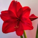 15+ The Ultimate Guide to Indoor Flower Names: Beauty of your Garden 10 Amaryllis