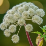 100 Flower names in Sanskrit, English and Hindi With Pictures 75 Angelica