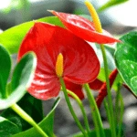 15+ The Ultimate Guide to Indoor Flower Names: Beauty of your Garden 4 Anthurium