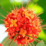 Ashoka Flower