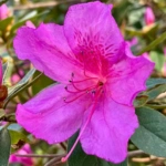 List of 50+ Flowers name in Marathi, English and Hindi With Pictures 40 Azalea