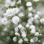Baby's Breath