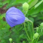 Balloon Flower