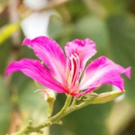 Bauhinia