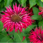 Bee Balm