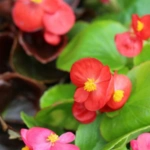 List of 50+ Flowers name in Marathi, English and Hindi With Pictures 41 Begonia