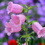 List of 50+ Flowers name in Marathi, English and Hindi With Pictures 42 Bellflower