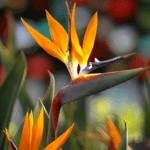 Bird of Paradise