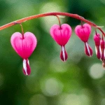 Bleeding Heart