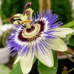 Introducing 60+ Unique flowers name in Gujarati 40 Passionflower