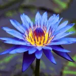 Blue Water Lily