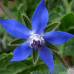Borage