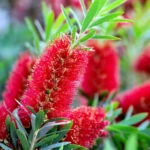 50 Beautiful Flowers Name in Urdu and English Pronunciation with Pictures 82 Bottlebrush