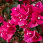 List of 50+ Flowers name in Marathi, English and Hindi With Pictures 16 Bougainvillea