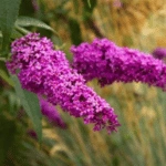 Butterfly Bush