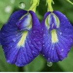 Butterfly Pea