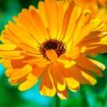 100 Flower names in Sanskrit, English and Hindi With Pictures 71 Calendula