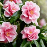 List of 50+ Flowers name in Marathi, English and Hindi With Pictures 49 Camellia