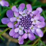 100 Flower names in Sanskrit, English and Hindi With Pictures 73 Candytuft
