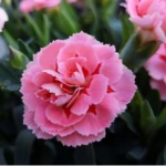 List of 50+ Flowers name in Marathi, English and Hindi With Pictures 17 Carnation