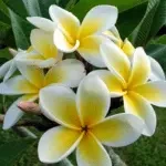 Introducing 60+ Unique flowers name in Gujarati 74 Plumeria