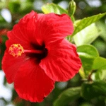 Chinese Hibiscus