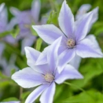 100 Flower names in Sanskrit, English and Hindi With Pictures 52 Clematis