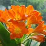 Clivia