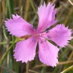 Introducing 60+ Unique flowers name in Gujarati 51 Clove pink