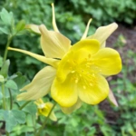Columbine