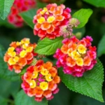 List of 50+ Flowers name in Marathi, English and Hindi With Pictures 54 Lantana
