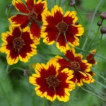 Introducing 60+ Unique flowers name in Gujarati 53 Coreopsis