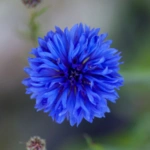 List of 50+ Flowers name in Marathi, English and Hindi With Pictures 43 Cornflower