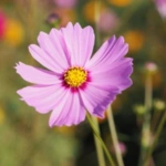 List of 50+ Flowers name in Marathi, English and Hindi With Pictures 32 Cosmos
