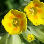 Cowslip