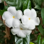 Crape Jasmine