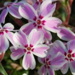 Creeping Phlox