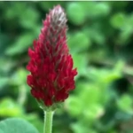 100 Flower names in Sanskrit, English and Hindi With Pictures 97 Crimson Clover