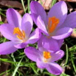 Introducing 60+ Unique flowers name in Gujarati 55 Crocus