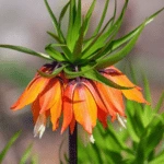 100 Flower names in Sanskrit, English and Hindi With Pictures 90 Crown Imperial