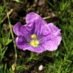 50 Beautiful Flowers Name in Urdu and English Pronunciation with Pictures 89 Cupflower