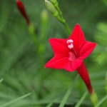 Cypress Vine