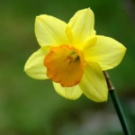 List of 50+ Flowers name in Marathi, English and Hindi With Pictures 14 Daffodil