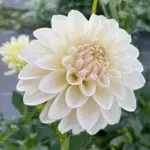 Dahlia