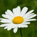 List of 50+ Flowers name in Marathi, English and Hindi With Pictures 7 Daisy