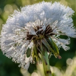 Dandelion Dewdrop